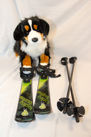 Collection - Dog Skis-6