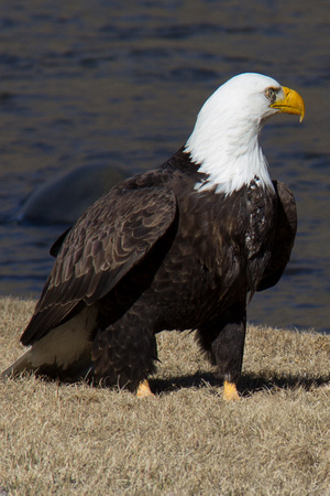 Bald Eagle-1440-3